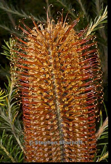 banksia spinulosa 2 grqphic